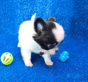Chihuahua maschio toy con pedigree ENCI