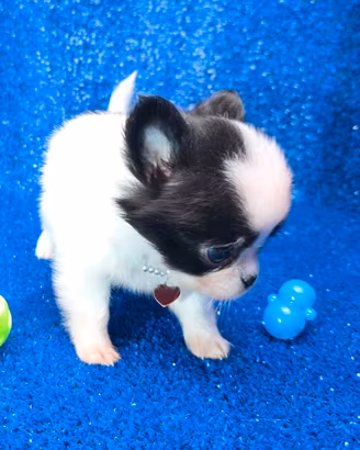 Chihuahua maschio toy con pedigree ENCI