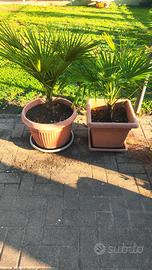 palme