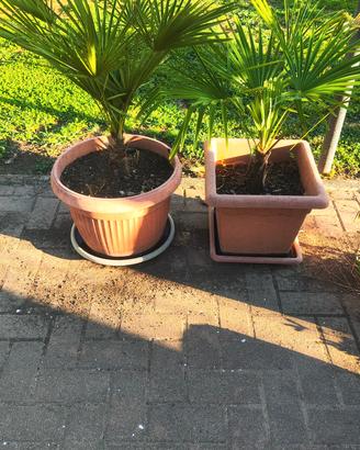 palme