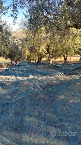 Terreno agricolo con oliveto