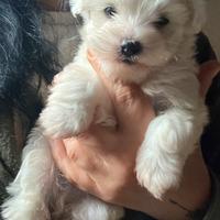 Maltese coreano (toy)