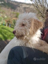 Cucciolo di Lagotto con pedigree