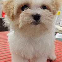 Maltipoo mini coreano