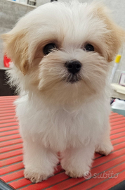 Maltipoo mini coreano