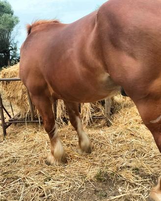Stallonte tpr cavallo