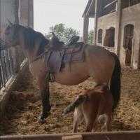sella americana cavallo