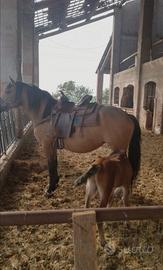 sella americana cavallo