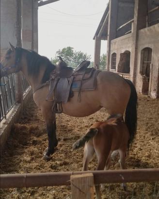 sella americana cavallo