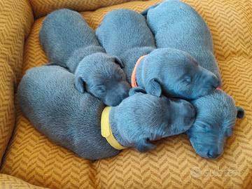 Cuccioli di piccolo levriero italiano