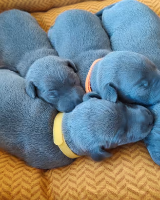 Cuccioli di piccolo levriero italiano