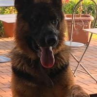 Pastore tedesco per accoppiamento