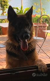 Pastore tedesco per accoppiamento