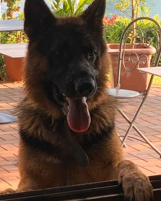 Pastore tedesco per accoppiamento