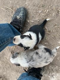 Cuccioli Border collie blu merle