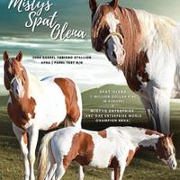 Stallone paint spat olena x mistys Enterprise mont