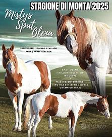 Stallone paint spat olena x mistys Enterprise mont