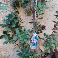 Albero di corbezzolo