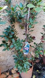 Albero di corbezzolo