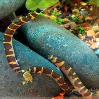 Serpentelli