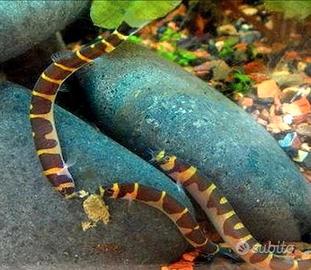 Serpentelli