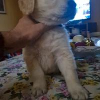 Cuccioli di golden retriever