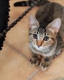 Gattini