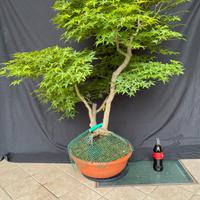 Bonsai di Acero Palmato Giapponese