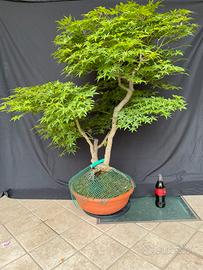 Bonsai di Acero Palmato Giapponese