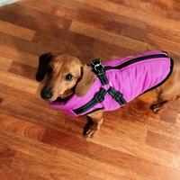 Cappotto impermeabile per cane piccola taglia