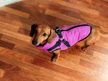 Cappotto impermeabile per cane piccola taglia