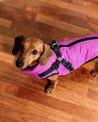 Cappotto impermeabile per cane piccola taglia