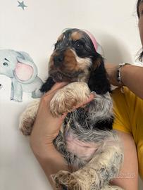 Cucciolo cocker spaniel con pedigree enci