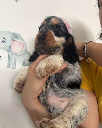 Cucciolo cocker spaniel con pedigree enci