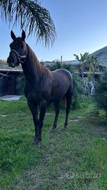 Puledro anglo arabo