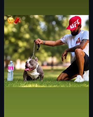 American bully micro/exotic