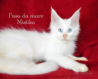Maine coon bianco occhi azzurri