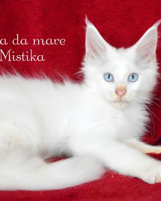 Maine coon bianco occhi azzurri