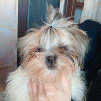 Cuccioli di shitzu