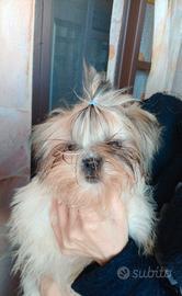 Cuccioli di shitzu