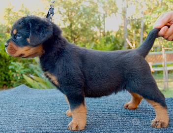 Rottweiler