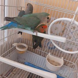 Inseparabili