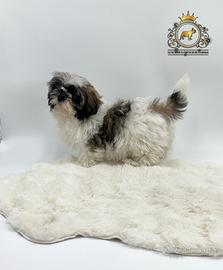 Magnifici cuccioli Shih Tzu