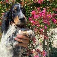 Cuccioli Setter Inglese