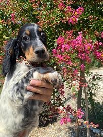 Cuccioli Setter Inglese