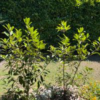 Pianta Photinia Compacta