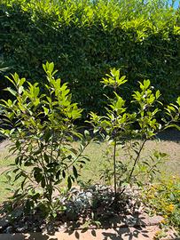 Pianta Photinia Compacta