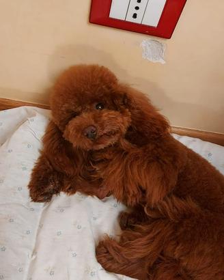 Barboncina toy red pedigree enci