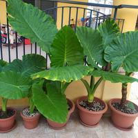 Pianta Alocasia