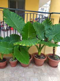 Pianta Alocasia